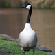 Image for article titled Goose Thinking Of Migrating Home A Couple Weeks Early To Avoid The Crowds